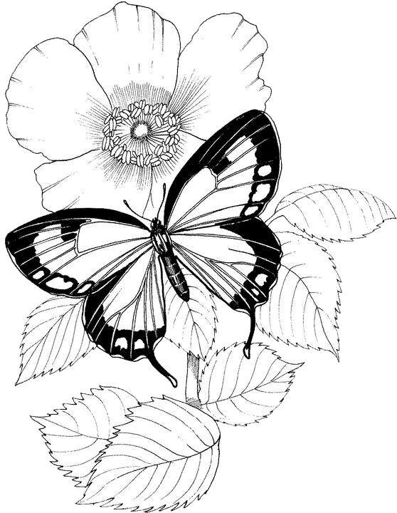 Butterfly coloring pages purple kitty