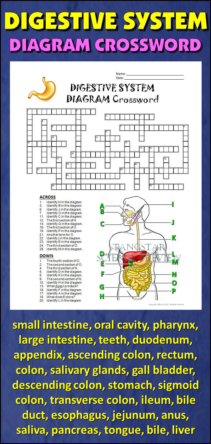 Digestive system crossword with diagram printable distance learning options digestive system health and physical education teaching science