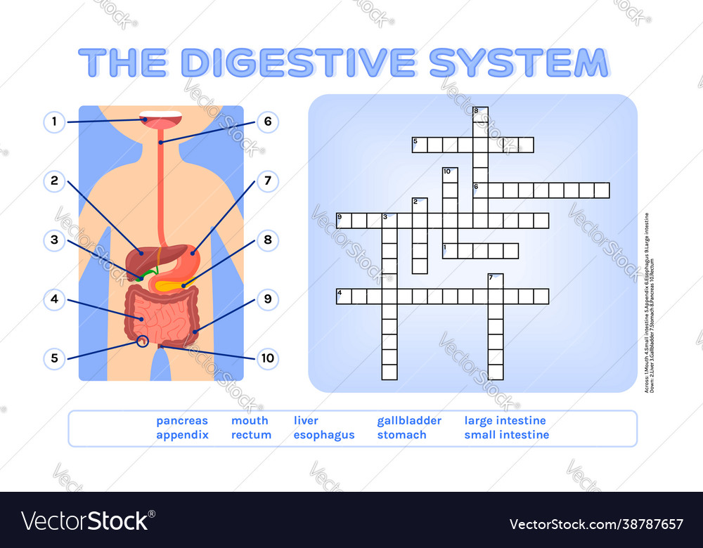 Crossword puzzle digestive system fun for kids vector image