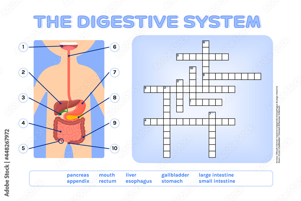Vecteur crossword puzzle the digestive system fun educational game for kids testing the knowledge of schoolchildren flat color cartoon style page from the workbook for printing white background vector