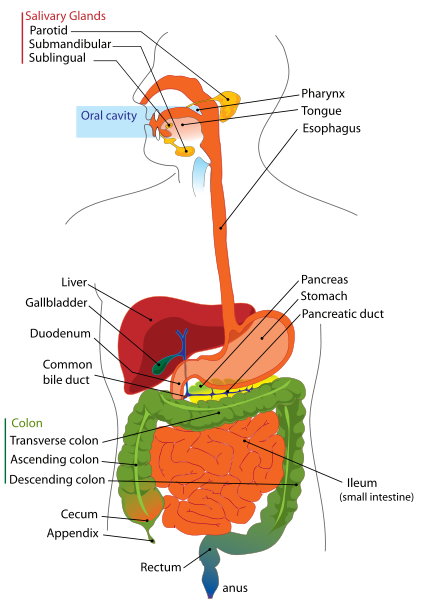 Digestive system