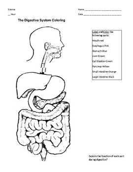 Digestion system coloring activity by michele rinn tpt