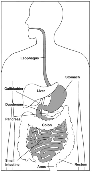 The digestive system focusing on the esophagus stomach duodenum and small intestine