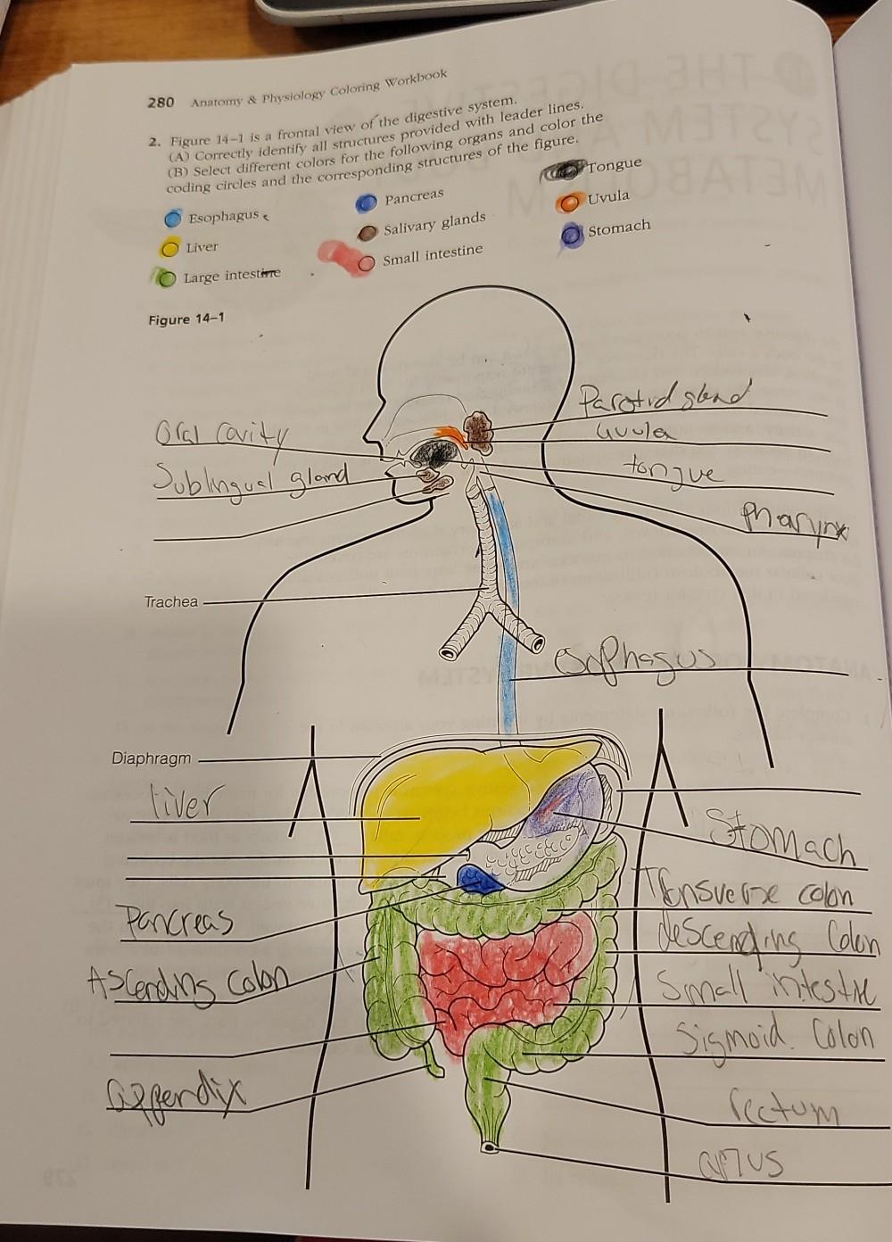 Solved anatomy physiology coloring workbook m