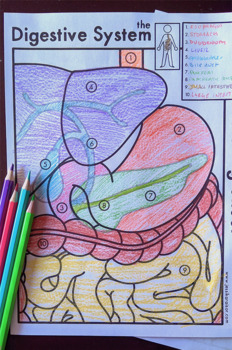 Digestive system labelled coloring sheet and study guide by jessika raisor