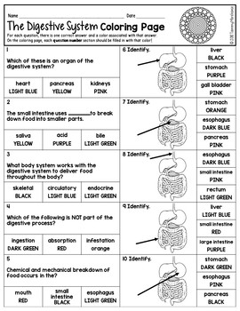 The digestive system color by number science color by number tpt