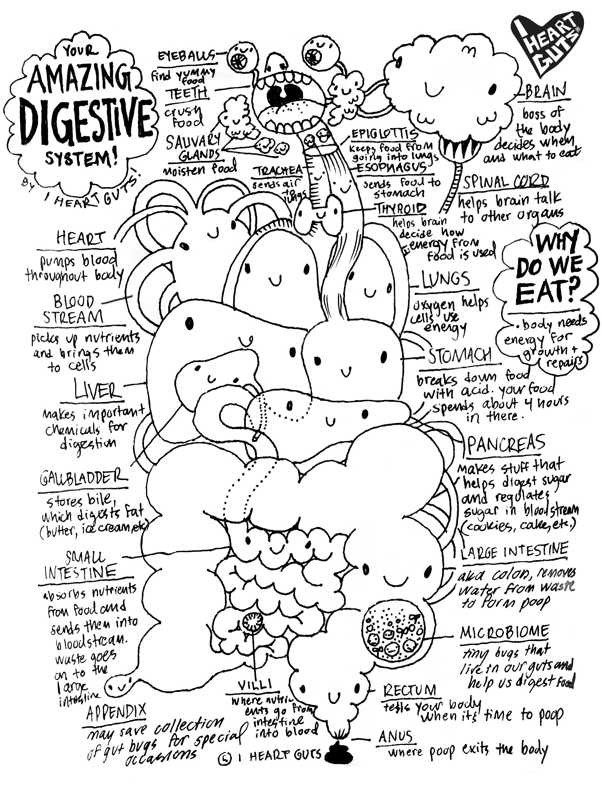 Digestive system coloring printable page i heart guts