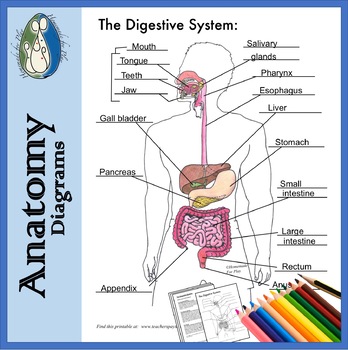 Digestive system diagrams for coloringlabeling with reference info and charts