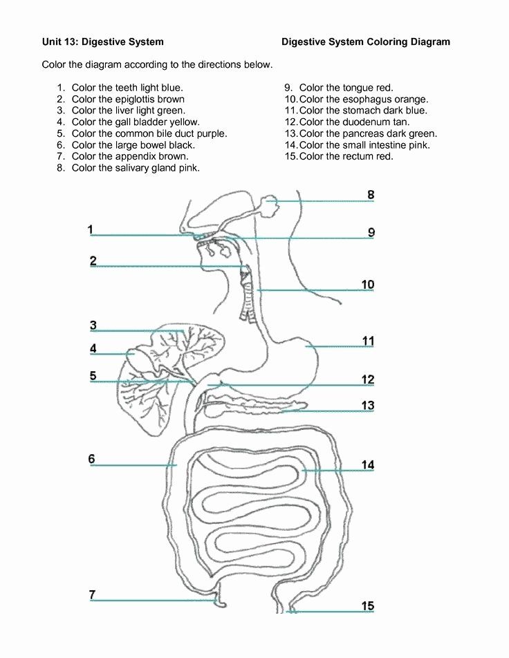 Digestive system worksheet answers awesome images about human body science oâ digestive system activities digestive system worksheet human digestive system