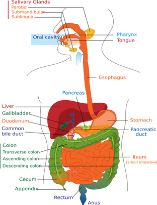 Digestive system of different phylums