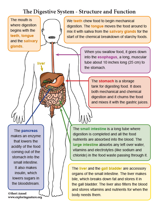 Digestive system unit