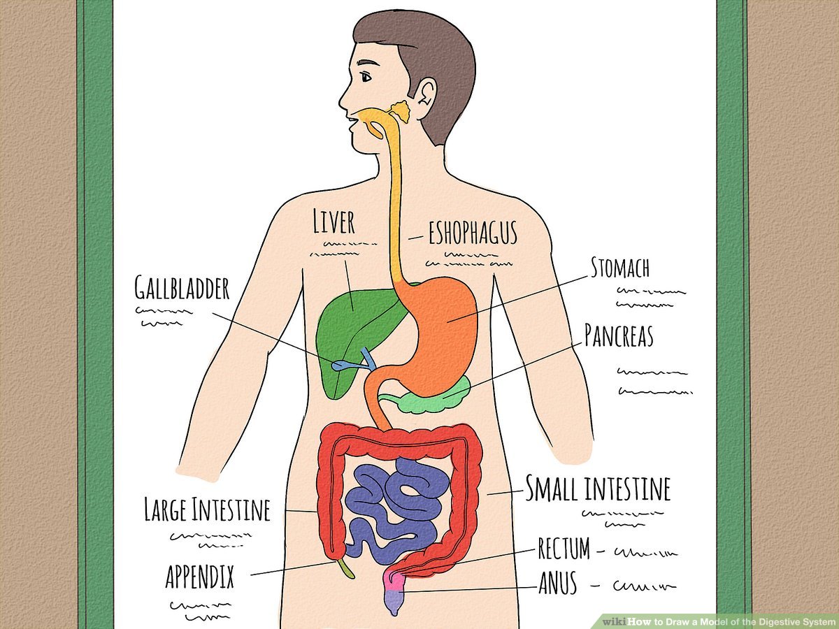 How to draw a model of the digestive system steps