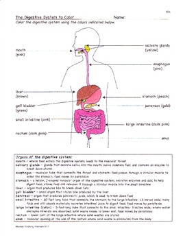 Digestion digestive system facts color worksheet quiz sf