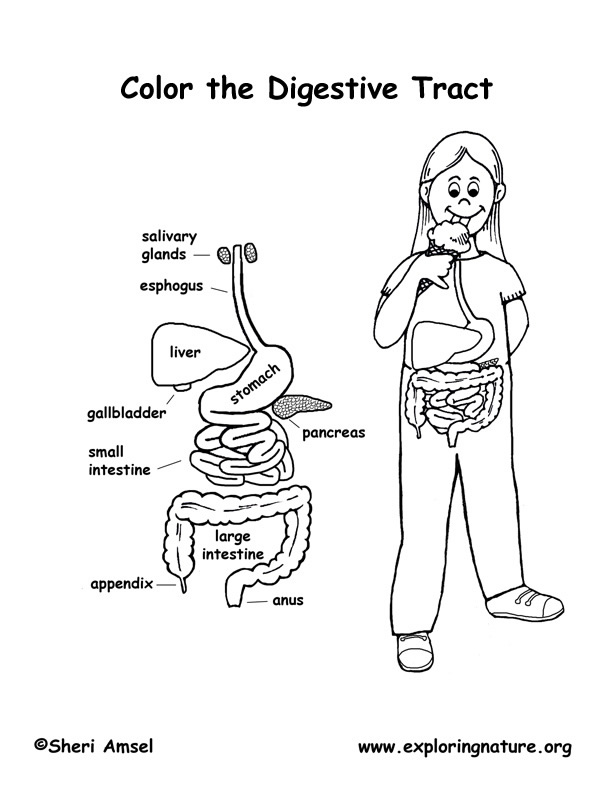 Digestive system ans coloring page younger students