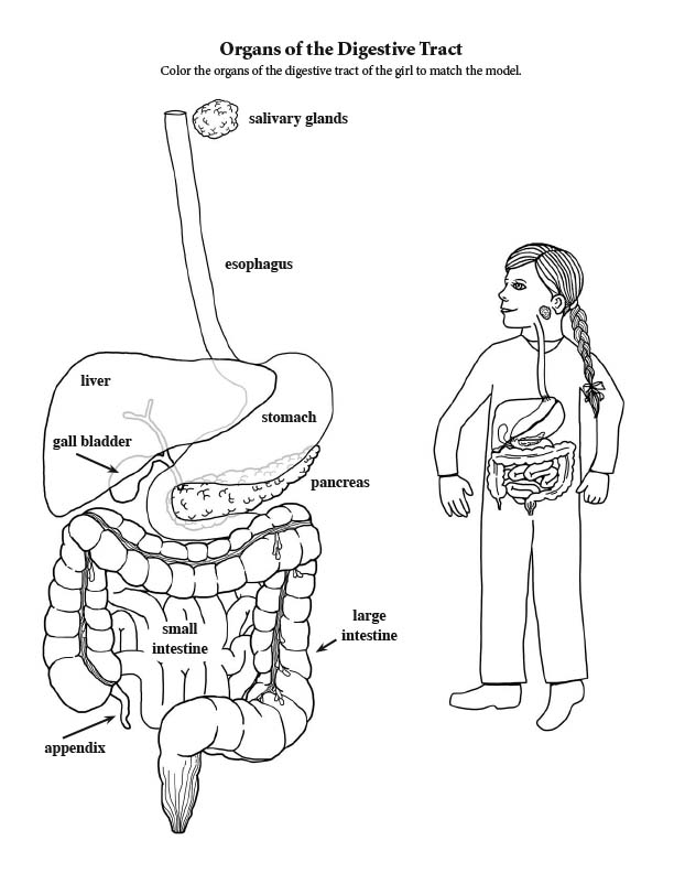 Digestive tract coloring page