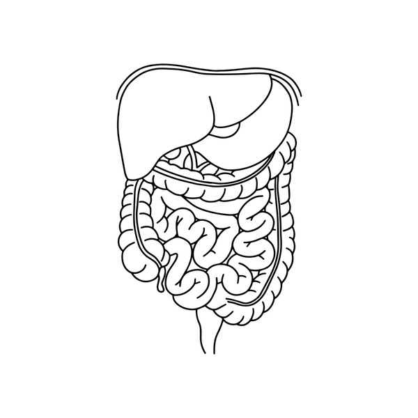 Digestive system outline royalty
