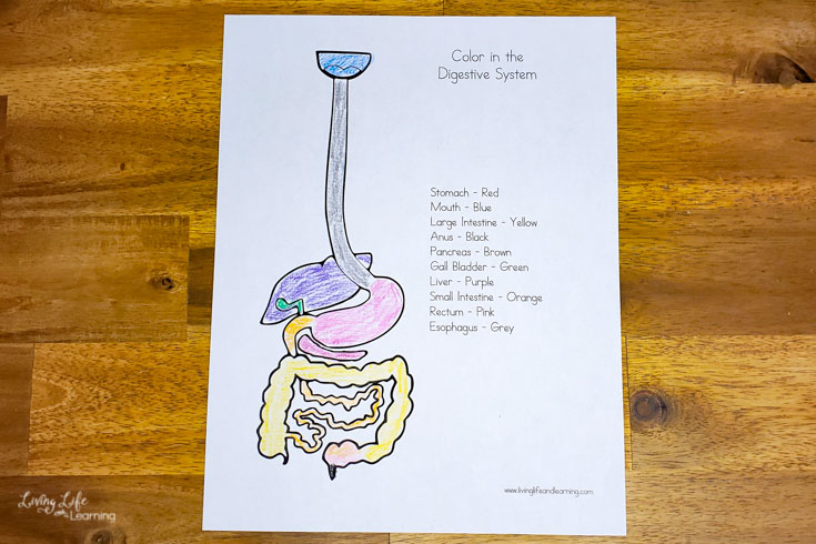 Digestive system worksheets for kids