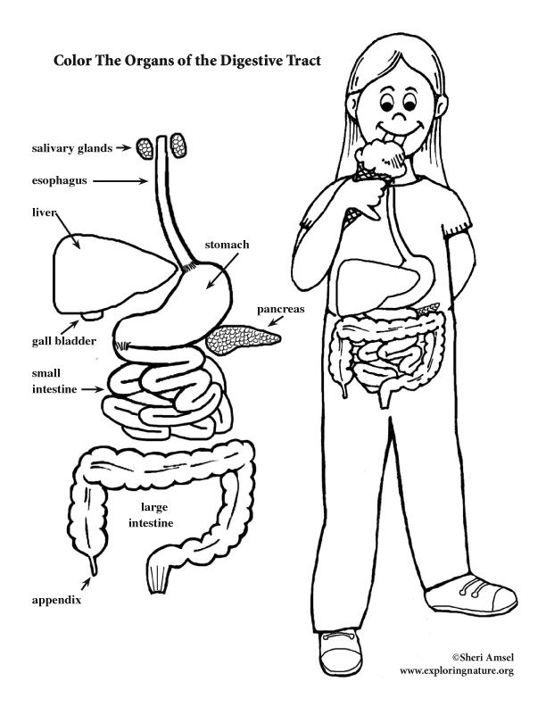 Digestive tract coloring page elementary â coloring nature digestive system body systems human body activities