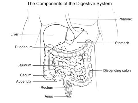 Human digestive system coloring page free printable coloring pages