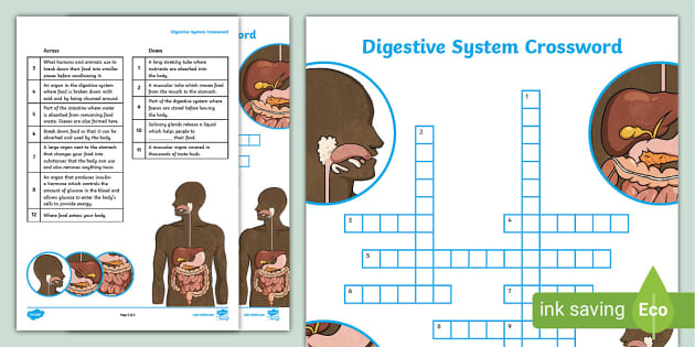 Digestive system crossword teacher made