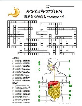 Digestive system crossword with diagram printable distance learning options