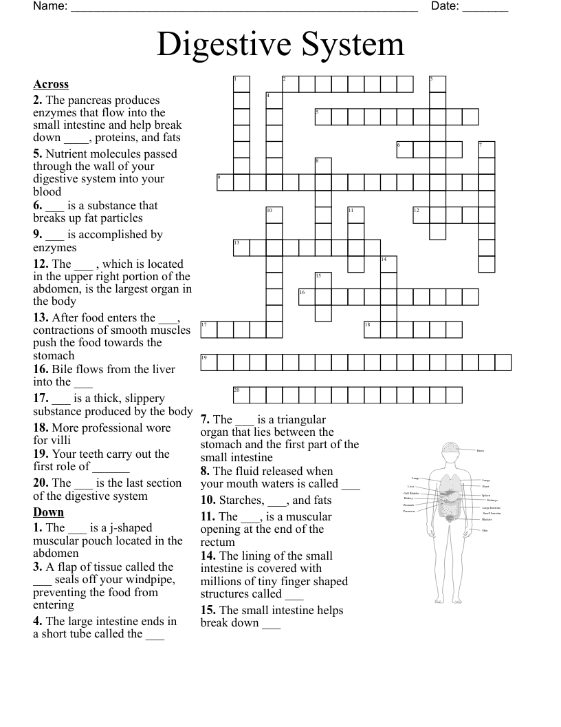 Digestive system crossword