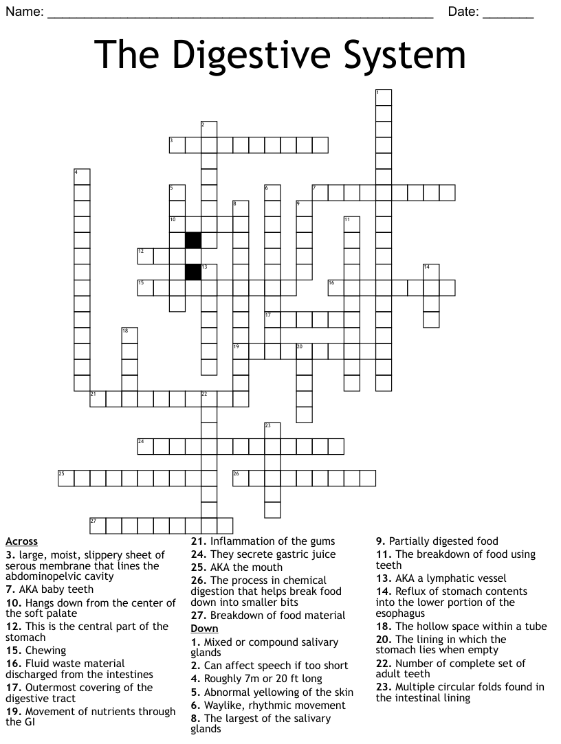 The digestive system crossword