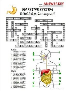 Digestive system crossword with diagram printable distance learning options human digestive system digestive system diagram digestive system