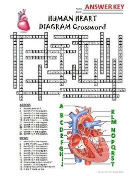 Heart crossword with diagram printable distance learning options heart diagram human heart diagram crossword