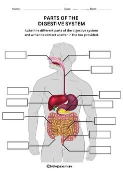 Digestive system labeling worksheets crossword and word search activities digestorio interior do corpo humano sistema digestivo humano