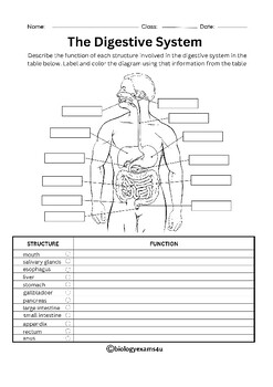 Digestive system labeling worksheets crossword and word search activities