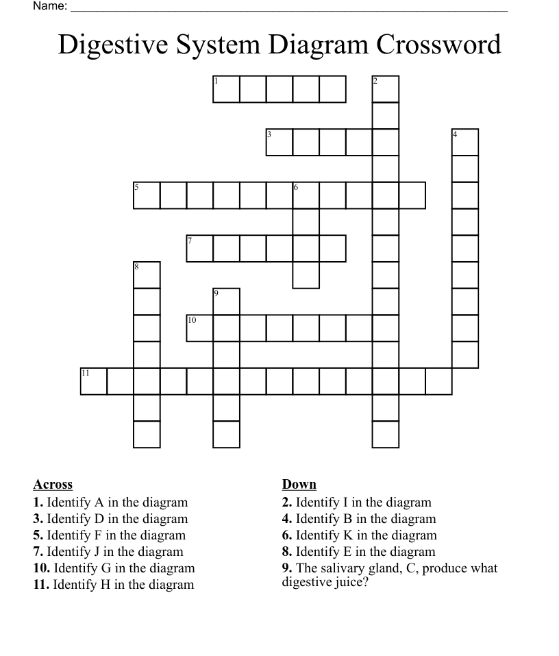 Digestive system diagram crossword