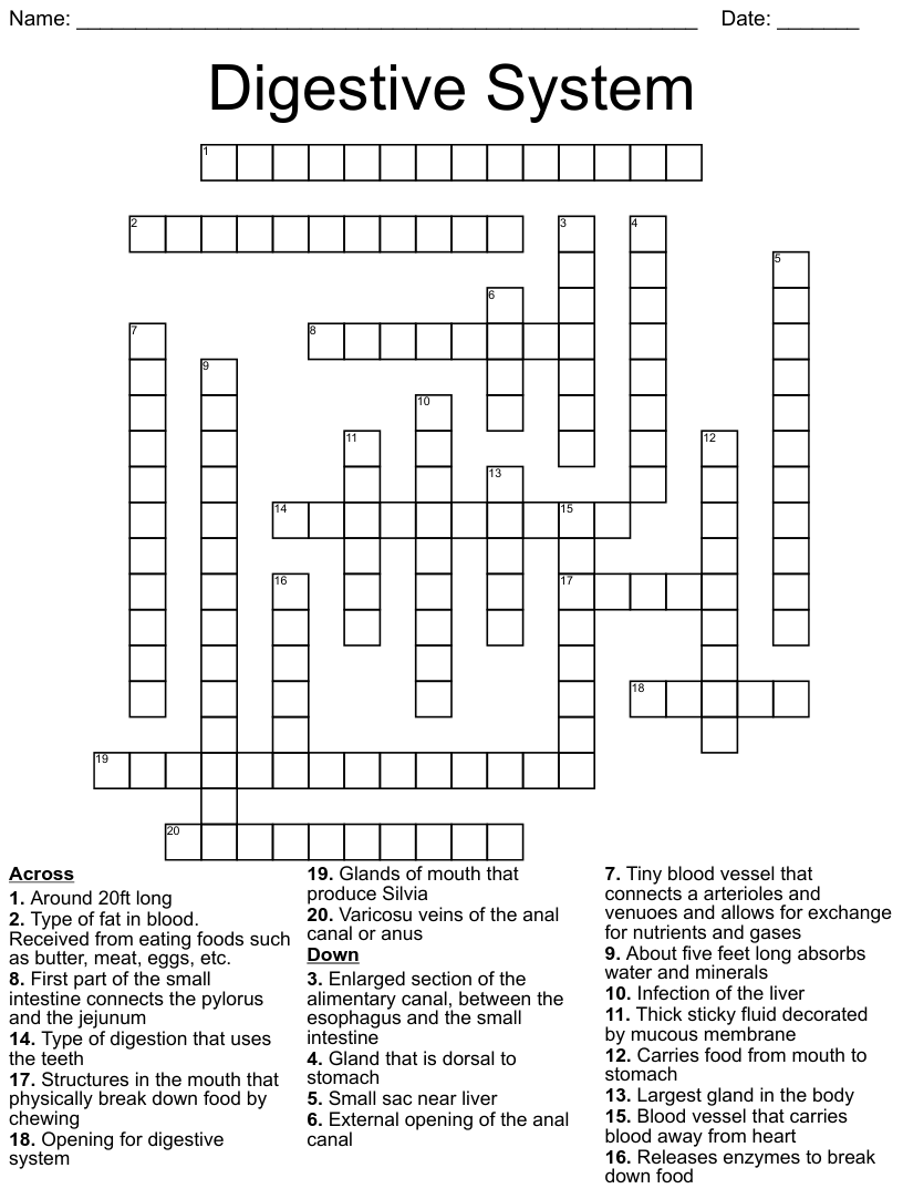 Digestive system crossword