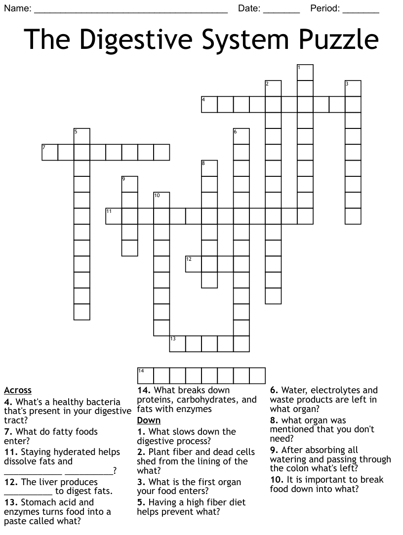 The digestive system puzzle crossword