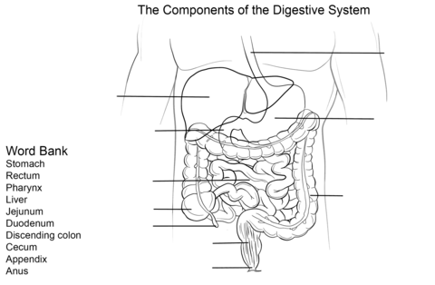 Digestive system worksheet coloring page free printable coloring pages