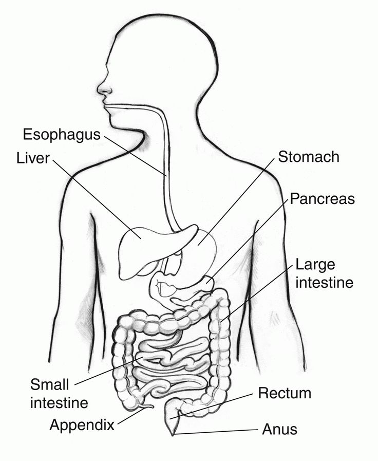 Image result for parts of the digestive system coloring page human digestive system digestive system digestive system worksheet