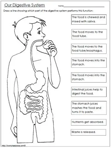 Free digestive system worksheet