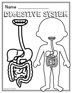 Digestive system mini packet