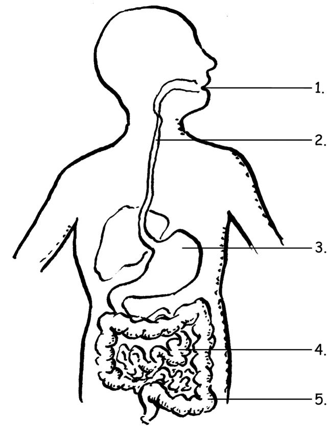 Viewing gallery for the digestive system without labels for kids digestive system for kids digestive system worksheet digestive system