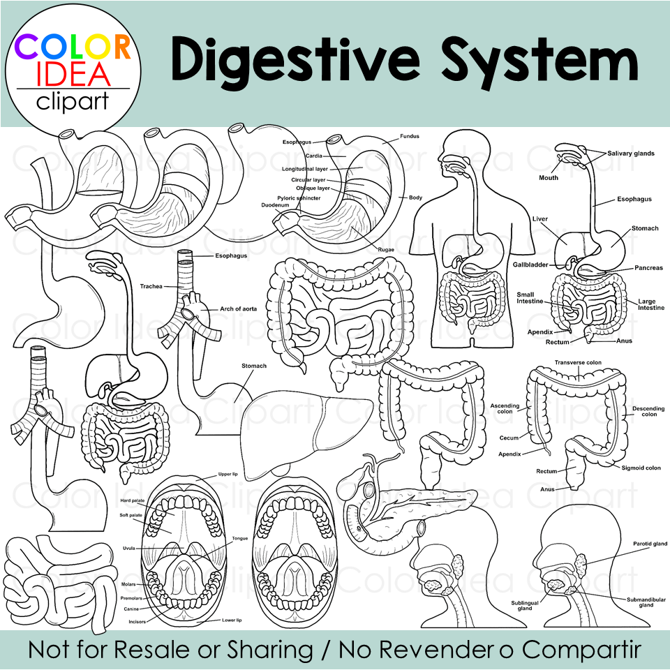 Digestive system made by teachers