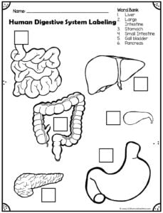 Ð digestion experiment