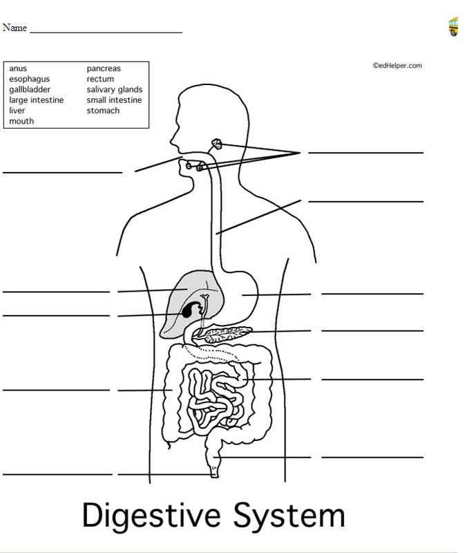 Digestive system worksheet