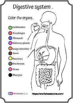 Digestive system coloring printable and worksheet printable