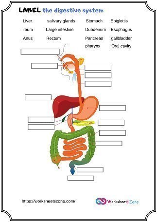 Label digestive systems worksheet