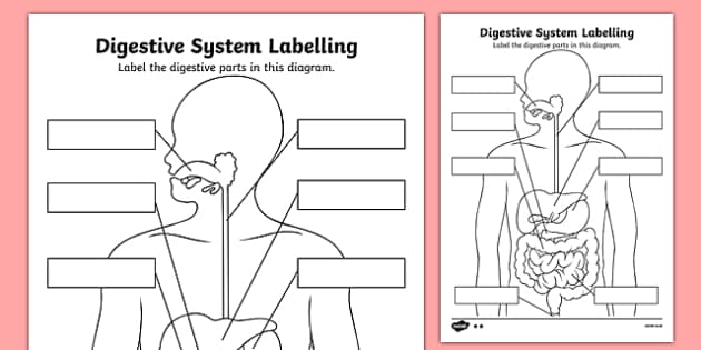 Digestive system worksheet â scnce â