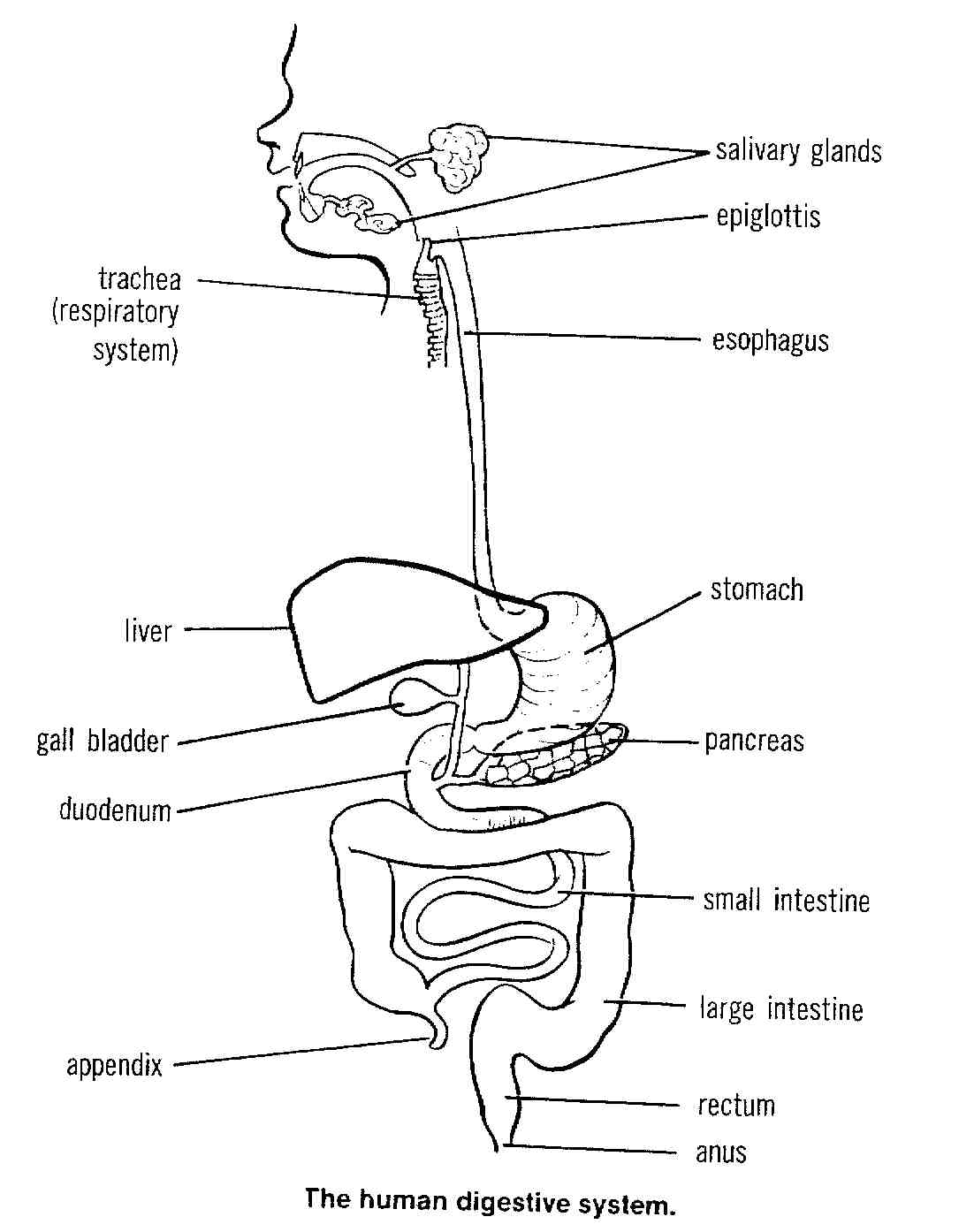 Notes chapter