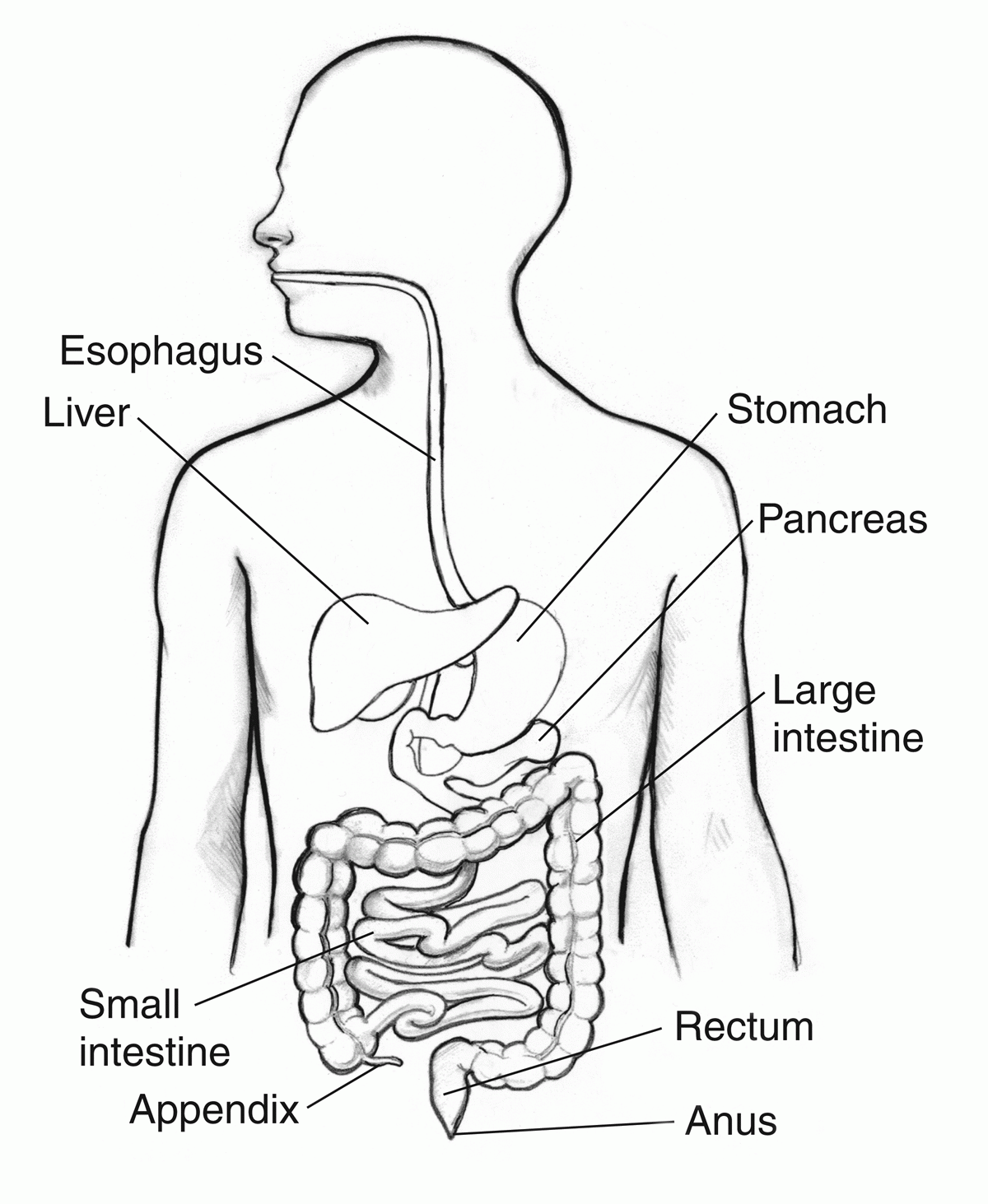 Free coloring pages of digestive system download free coloring pages of digestive system png images free cliparts on clipart library