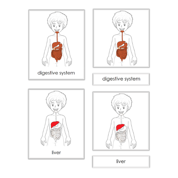 Parts of the digestive system â part cards â montessori