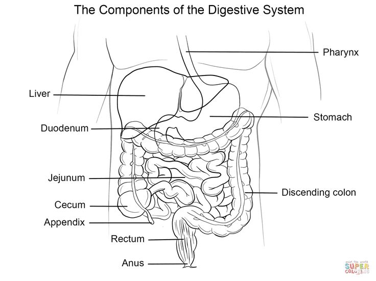 Human digestive system coloring page from anatomy category select from printable crafts of cartoâ human body systems coloring pages anatomy coloring book