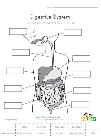 Label the digestive system